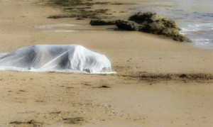 cadavere-donna-spiaggia-tuttacronaca-744x445